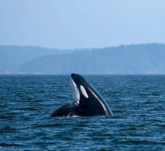 Whale Report: May 28, 2023 – T123s!