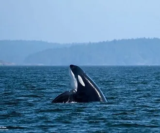 Whale Report: May 28, 2023 – T123s!