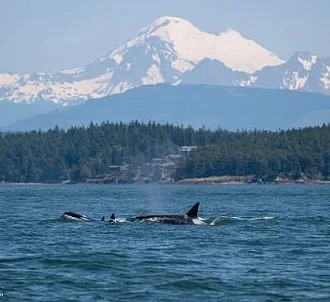 Whale Report: June 3, 2023 – An Afternoon with the T124As