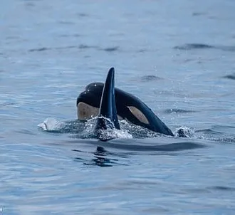 Whale Report: July 10, 2023 – T65Bs at Sucia