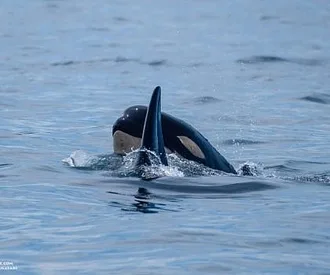 Whale Report: July 10, 2023 – T65Bs at Sucia