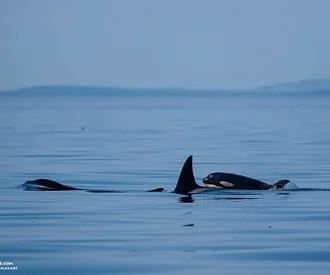 Whale Report: June 22, 2023 – Exotic Bigg’s Killer Whales