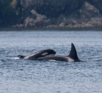 Whale Report: June 23, 2023 – T46B1s+T46C2