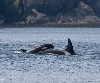 Whale Report: June 23, 2023 – T46B1s+T46C2