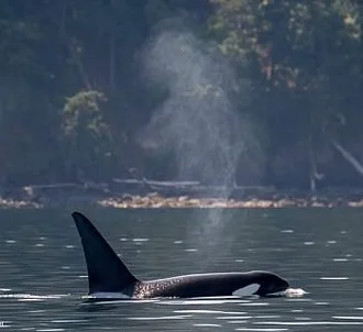 Whale Report: June 25, 2023 – Classic PNW with the T123s