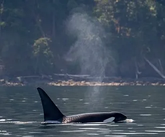 Whale Report: June 25, 2023 – Classic PNW with the T123s