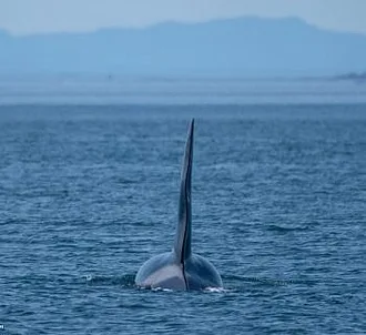 Whale Report: July 3, 2023 – The T69s