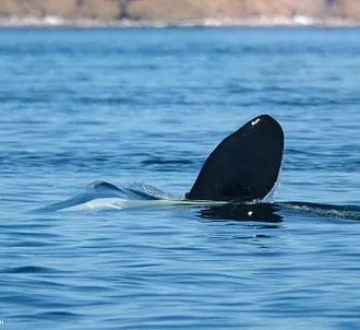 Whale Report: July 13, 2023 – TParty in Haro Strait