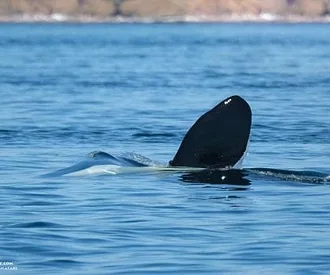Whale Report: July 13, 2023 – TParty in Haro Strait