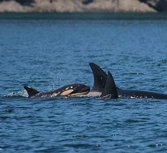 Whale Report: August 13, 2023 – T75Bs New Calf!