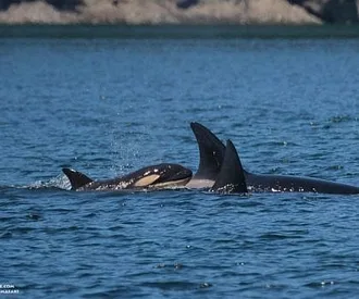 Whale Report: August 13, 2023 – T75Bs New Calf!