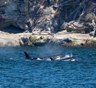 Whale Report: July 22, 2023 – T Party