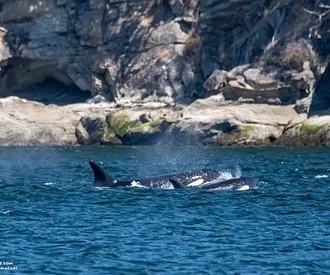 Whale Report: July 22, 2023 – T Party