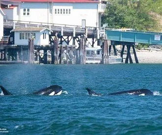 Whale Report: July 23, 2023 – T36Bs in Cayou Channel