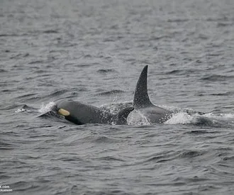Whale Report: July 24, 2023 – T46B1s and Zephyr the Humpback