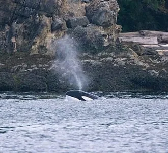 Whale Report: July 30, 2023 – Multigenerational T34s and T37s