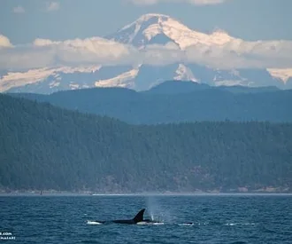 Whale Report: July 31, 2023 – T137s and T36B