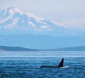 Whale Report: August 4, 2023 – T137s and Yogi the Humpback