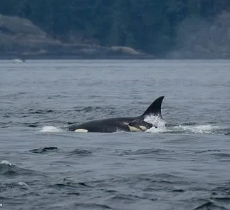 Whale Report: August 5, 2023 – Humpbacks and Killer Whales