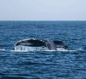 Whale Report: September 15, 2023 – Humpbacks on Constance Bank