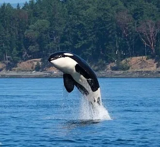 Whale Report: August 18, 2023 – T37As and a T Party!