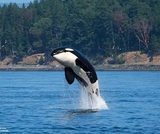 Whale Report: August 18, 2023 – T37As and a T Party!