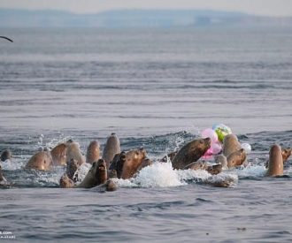 Whale Report: August 19, 2023 – T37As, Humpbacks and Danger Balloons!