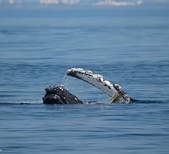 Whale Report: September 2, 2023 – Stitch Kelping