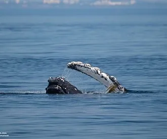 Whale Report: September 2, 2023 – Stitch Kelping