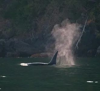 Whale Report: August 21, 2023 – T60s Through Friday Harbor