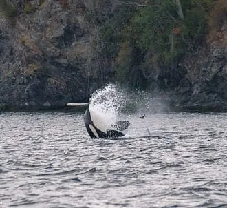 Whale Report: August 23, 2023 – T36s and T60s