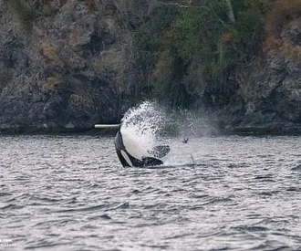 Whale Report: August 23, 2023 – T36s and T60s