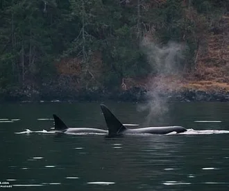 Whale Report: August 25, 2023 – T137s in Sansum Narrows