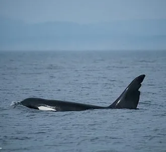Whale Report: September 3, 2023 – Chainsaw and Friends