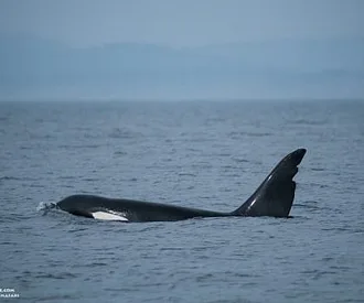 Whale Report: September 3, 2023 – Chainsaw and Friends