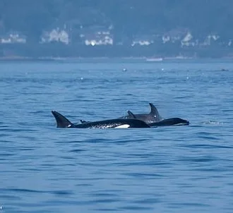 Whale Report: September 4, 2023 – T75Bs and T77D