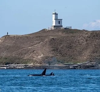 Whale Report: September 5, 2023 – Summer Camp Kids