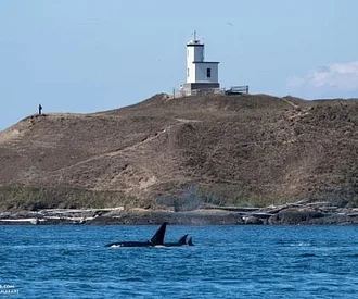 Whale Report: September 5, 2023 – Summer Camp Kids