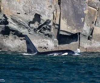 Whale Report: September 17, 2023 – Fall with the T123s