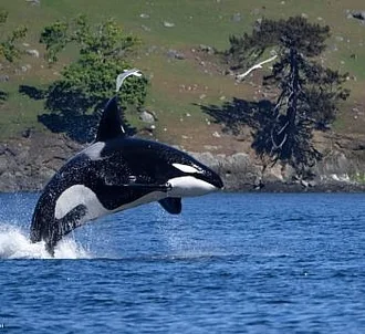 May 1, 2024 – Killer Whale Hunt