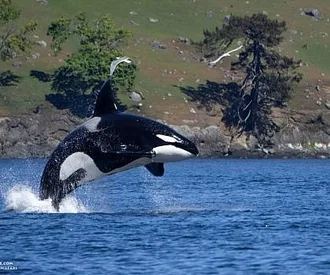 May 1, 2024 – Killer Whale Hunt