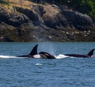 Playful Killer Whales