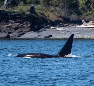 Curious Killer Whale