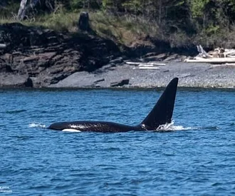 Curious Killer Whale