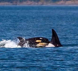 Baby Orca!