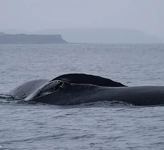 Double Humpback Whales