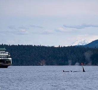 May 3, 2024 – Multiple Groups of Killer Whales