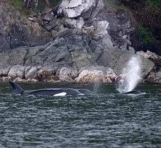 Killer Whales at Orcas Island