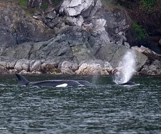 Killer Whales at Orcas Island