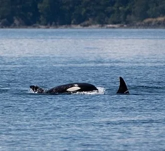 Exotic Killer Whales!